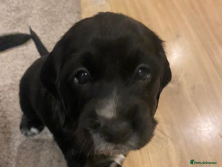 Cocker Spaniel dogs Working Cocker Spaniel Puppies - Advert 1