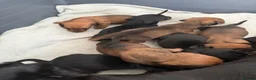Dachshund dogs for sale: Dachshund puppies  - Advert 9