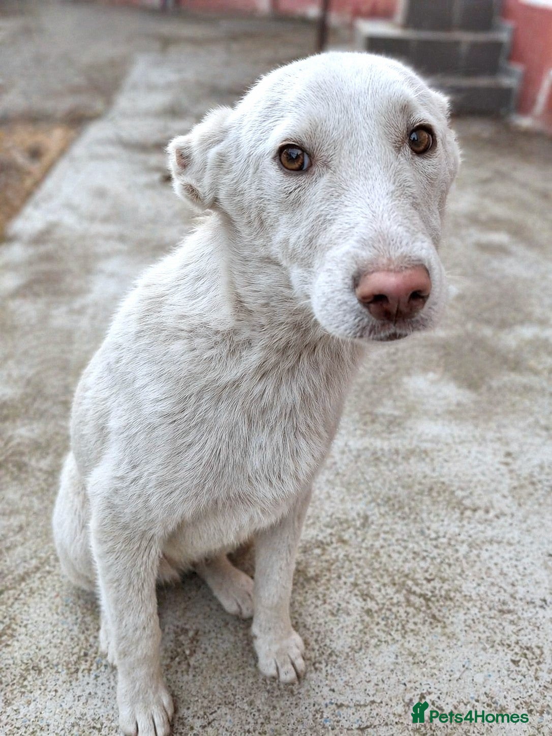 Mixed Breed dogs for adoption: 🐾 ROCKY – The Brave Little Survivor 🤍 - Advert 1
