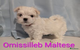 Maltese dogs for sale: Gorgeous KC pedigree Maltese puppy reduced price - Image 13