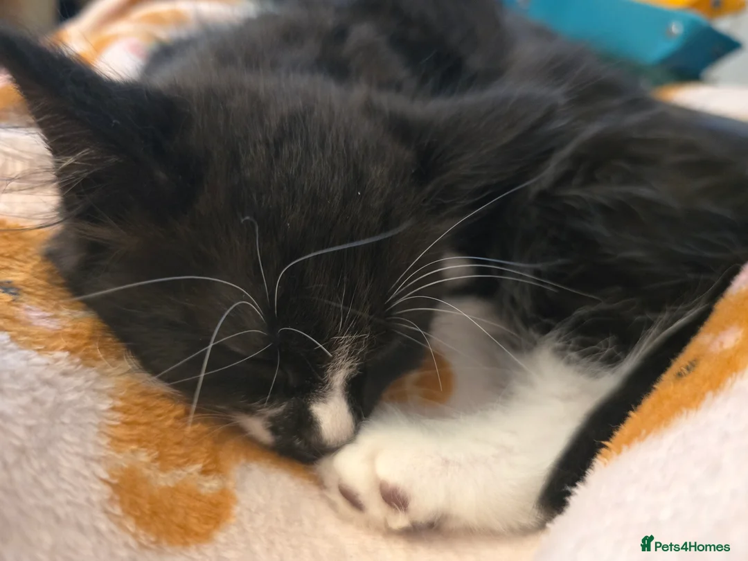 Mixed Breed cats for sale: Last fluffy kitten  - Advert 4