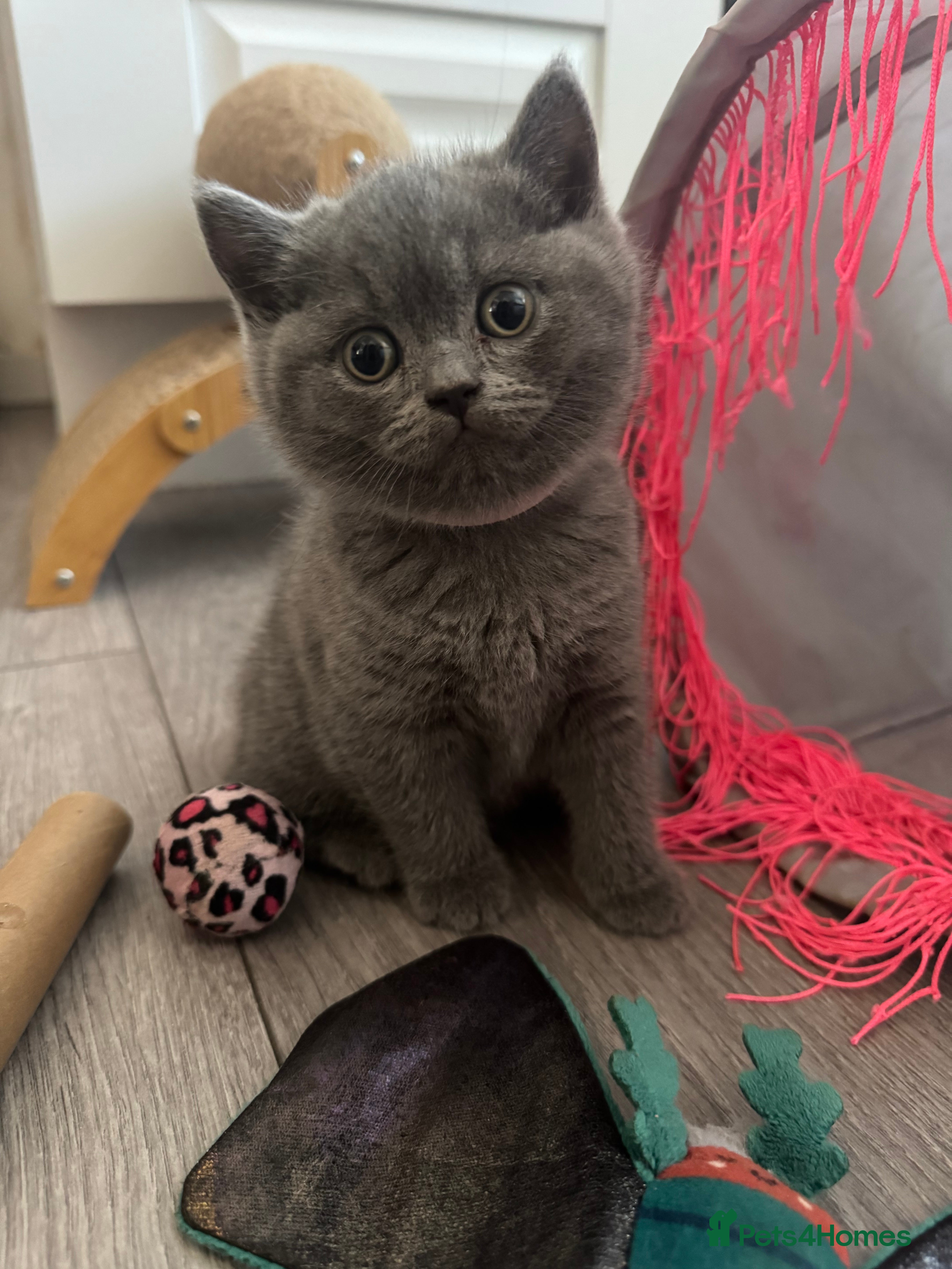 British Shorthair cats 4 British Shorthair Kittens For Sale - Advert 2