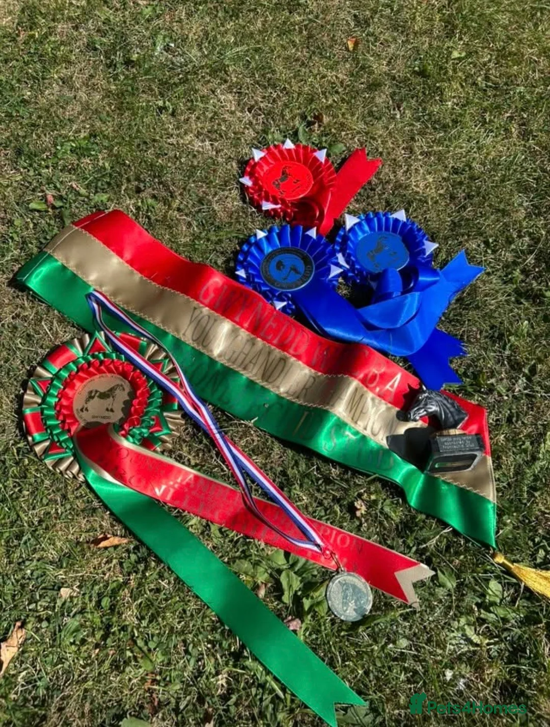 Welsh Section A horses for sale: Alfie - Advert 7