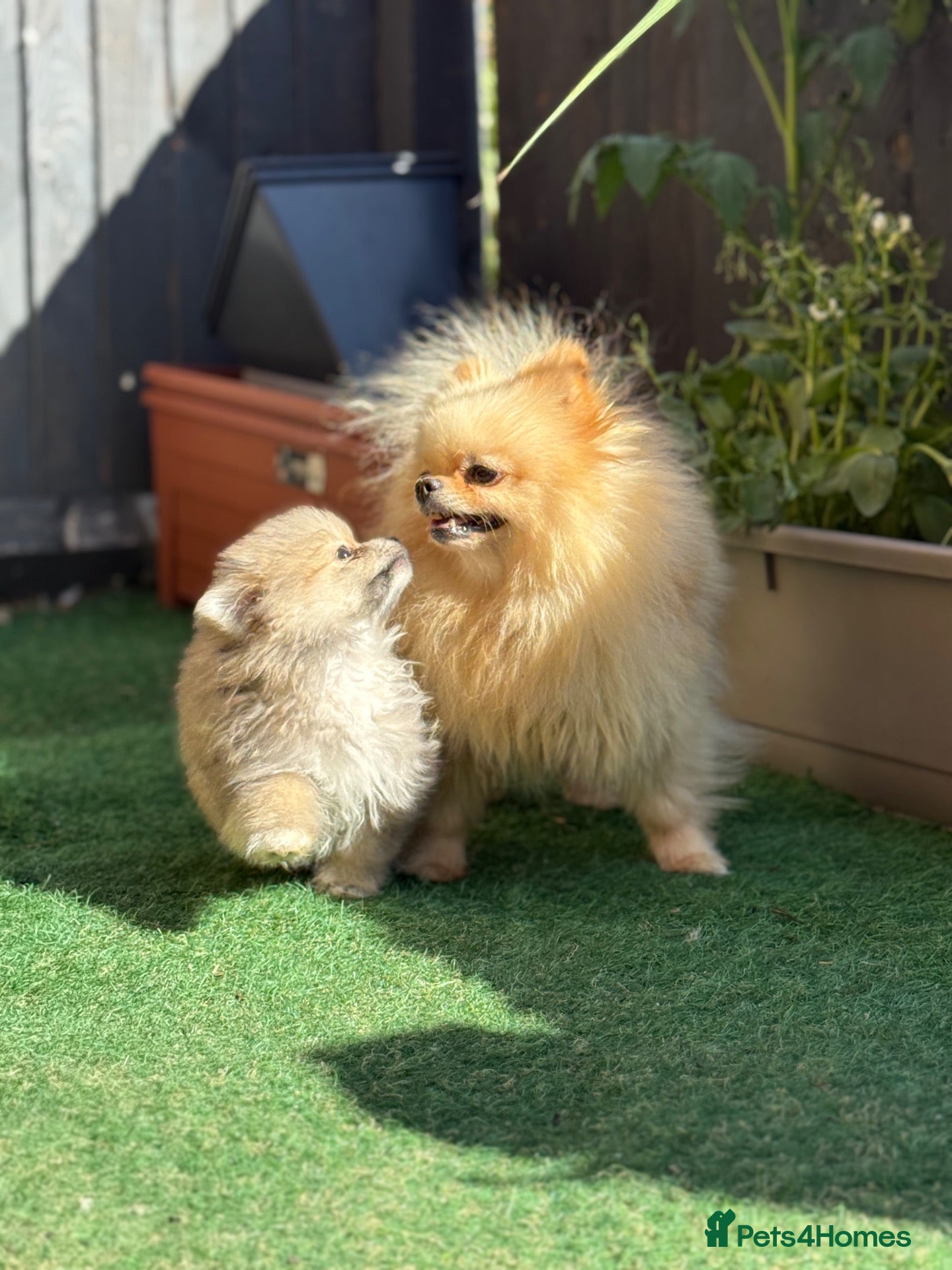 Pomeranian dogs 🐾 Gorgeous🐾 Teddy Bear Faced Pomeranian Boy 🐾 - Advert 1