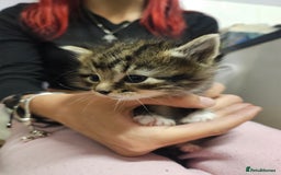 Domestic Shorthair cats for sale: Kittens for sale - Image 2