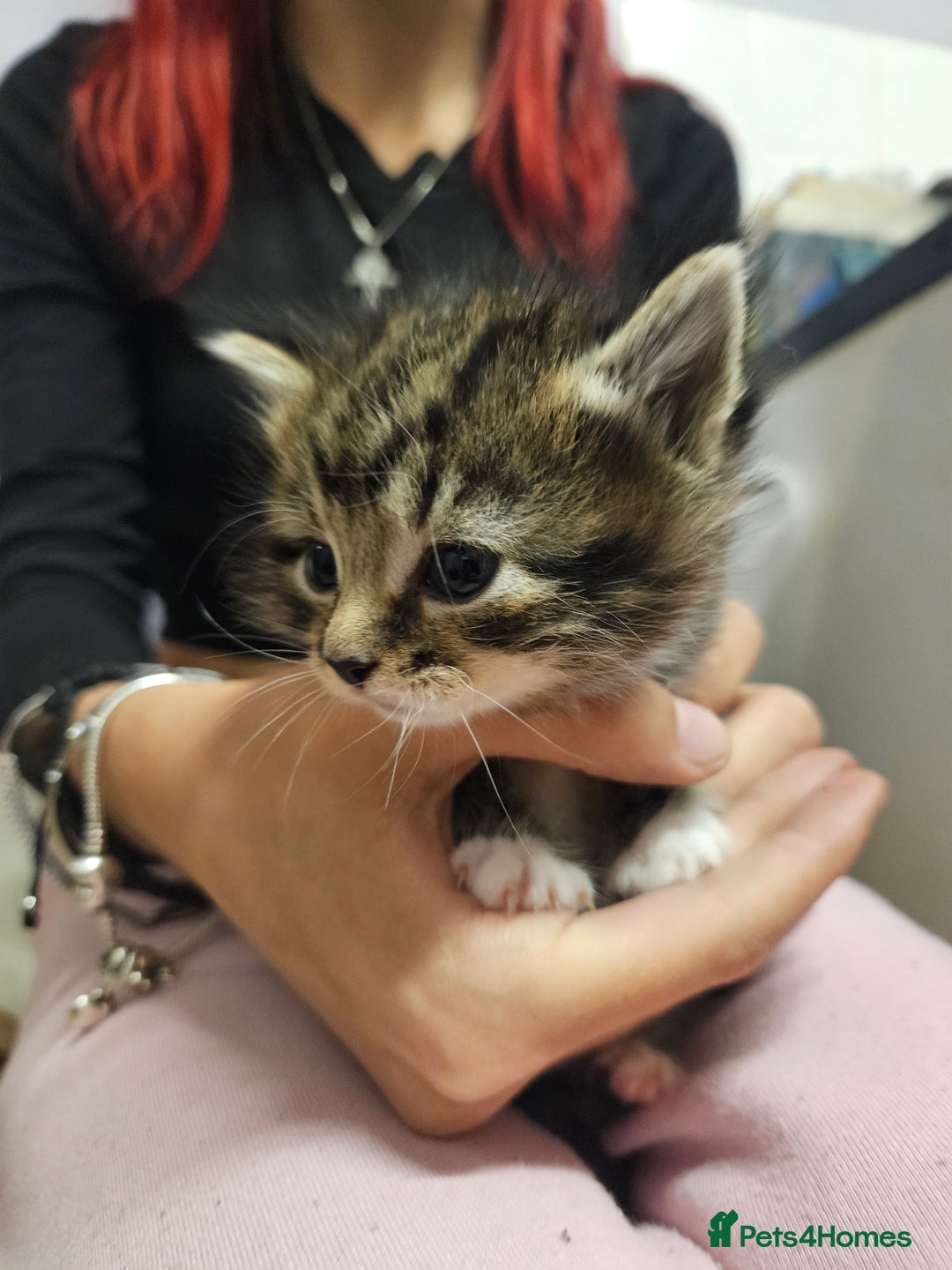 Domestic Shorthair cats for sale: Kittens for sale - Image 2