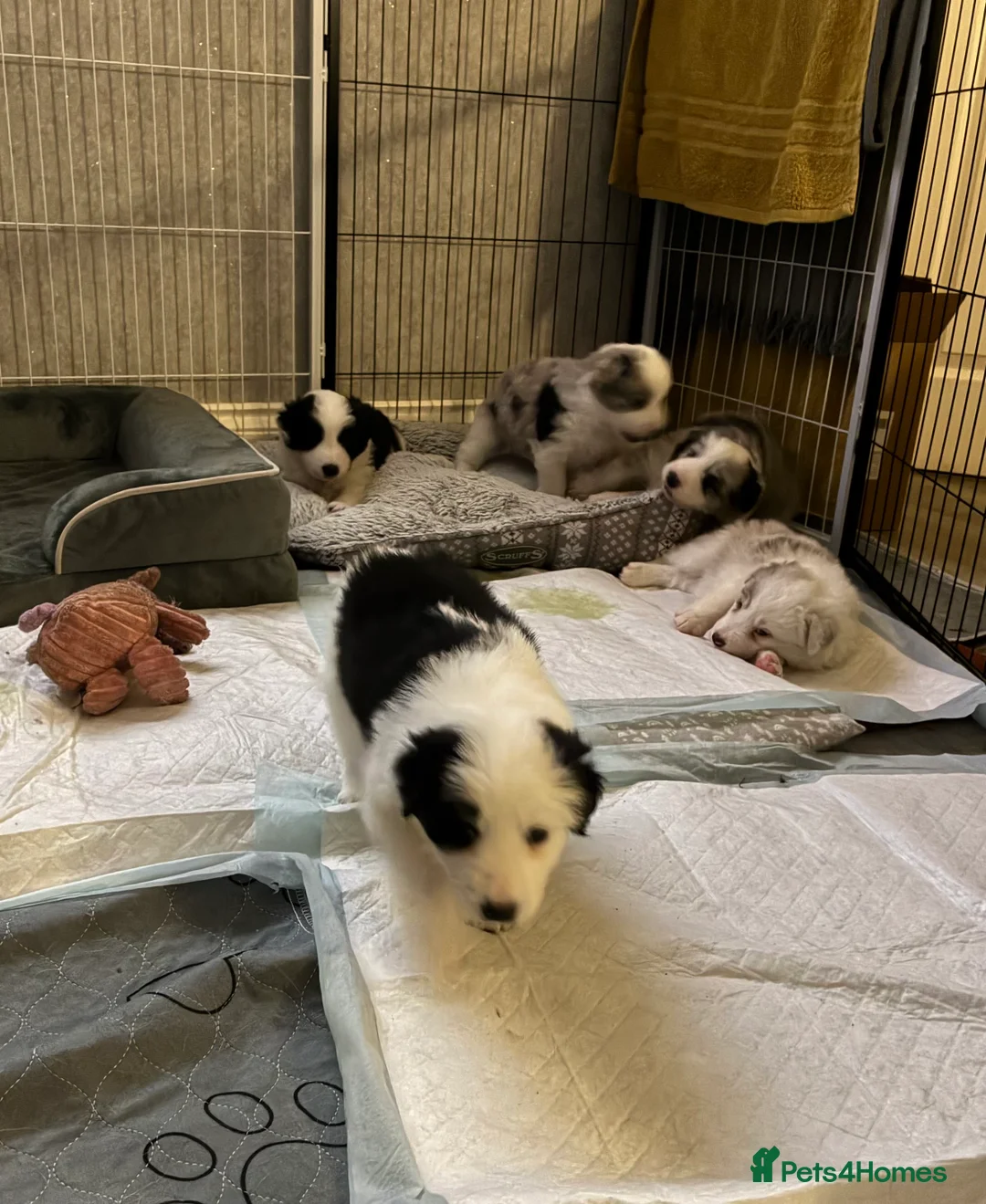 Border Collie dogs for sale: Border Collie black and white - Advert 1