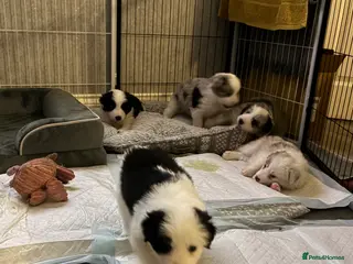 Border Collie dogs Border Collie black and white - Advert 10