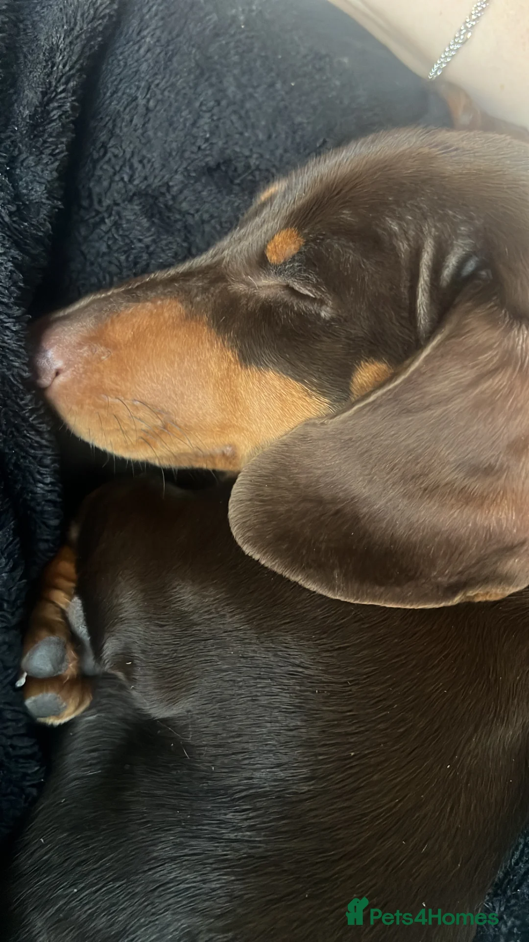 Miniature Dachshund dogs for sale: Beautiful Miniature Dachshund Girl in Swansea - Advert 2