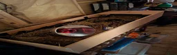 Tortoise reptiles for sale: 2 Adult Marginated Tortoise in Lichfield - Advert 7