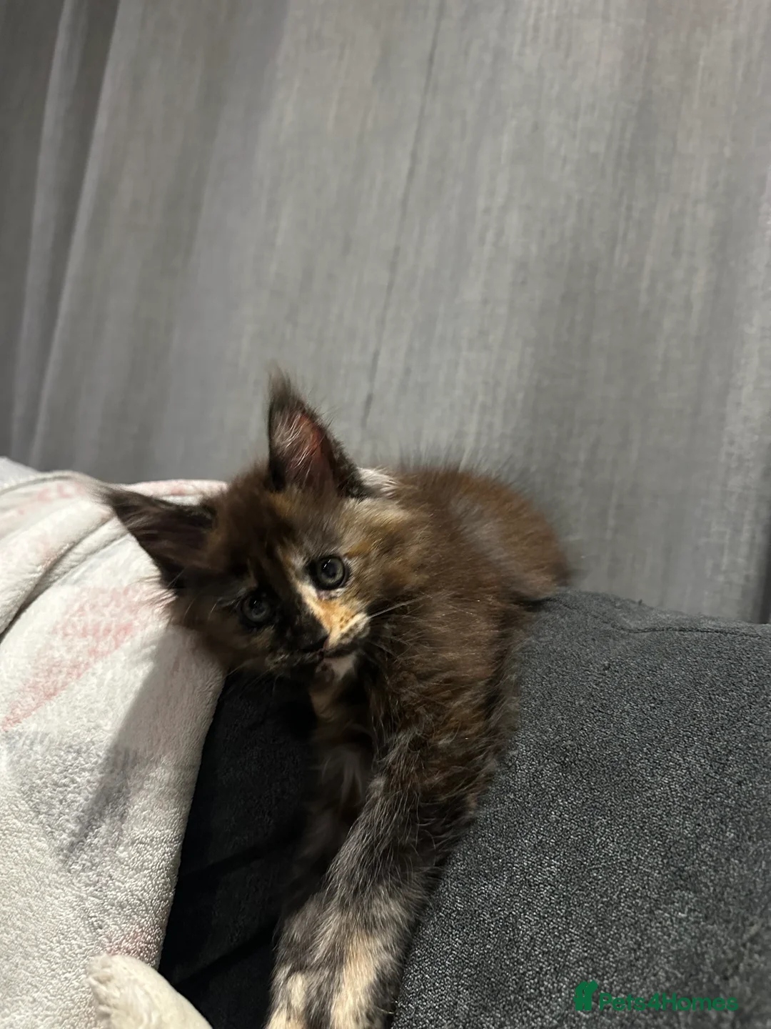 Maine Coon cats for sale: Kittens main coon in Nottingham - Advert 4