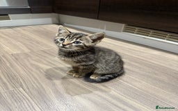 Mixed Breed cats for sale: Kittens looking for forever home  - Advert 16