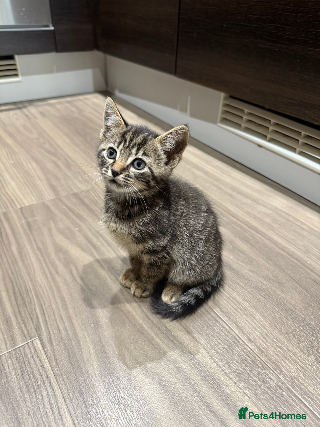 Mixed Breed cats for sale: Kittens looking for forever home  - Advert 16