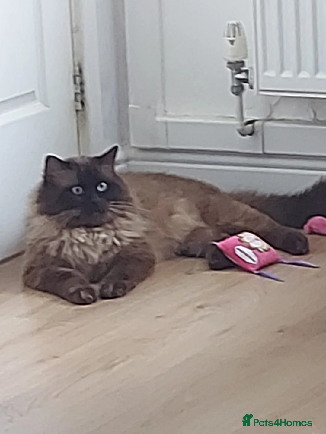 Ragdoll cats for stud: Proven chunky Ragdoll available for Stud  in Hull - Advert 14