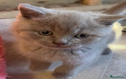 British Shorthair cats for sale: British shorthair kittens lilac/blue - Image 18