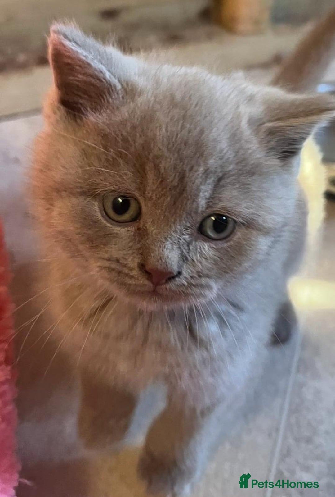 British Shorthair cats for sale: British shorthair kittens lilac/blue - Image 18