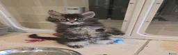 Maine Coon cats for sale: GCCF Registered Maine Coon Kittens  - Advert 31