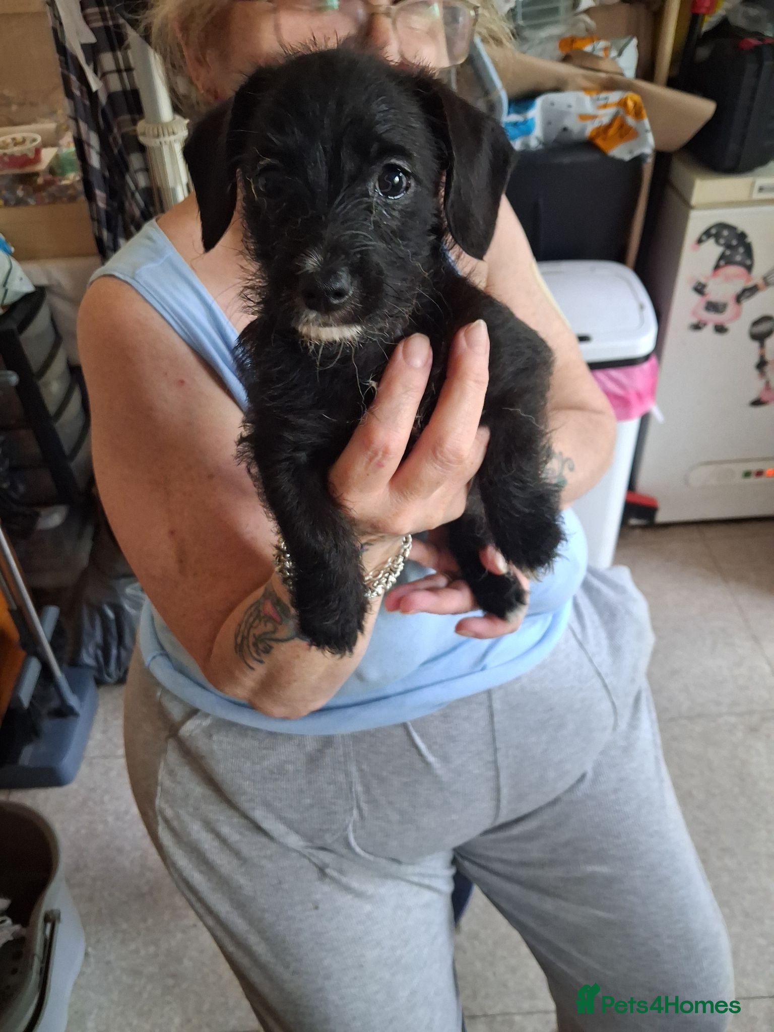 Mixed Breed dogs Miniture dachshund x shih tzu puppies  - Advert 6