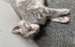 Mixed Breed cats for sale: Gorgeous long haired male female kittens - Image 5