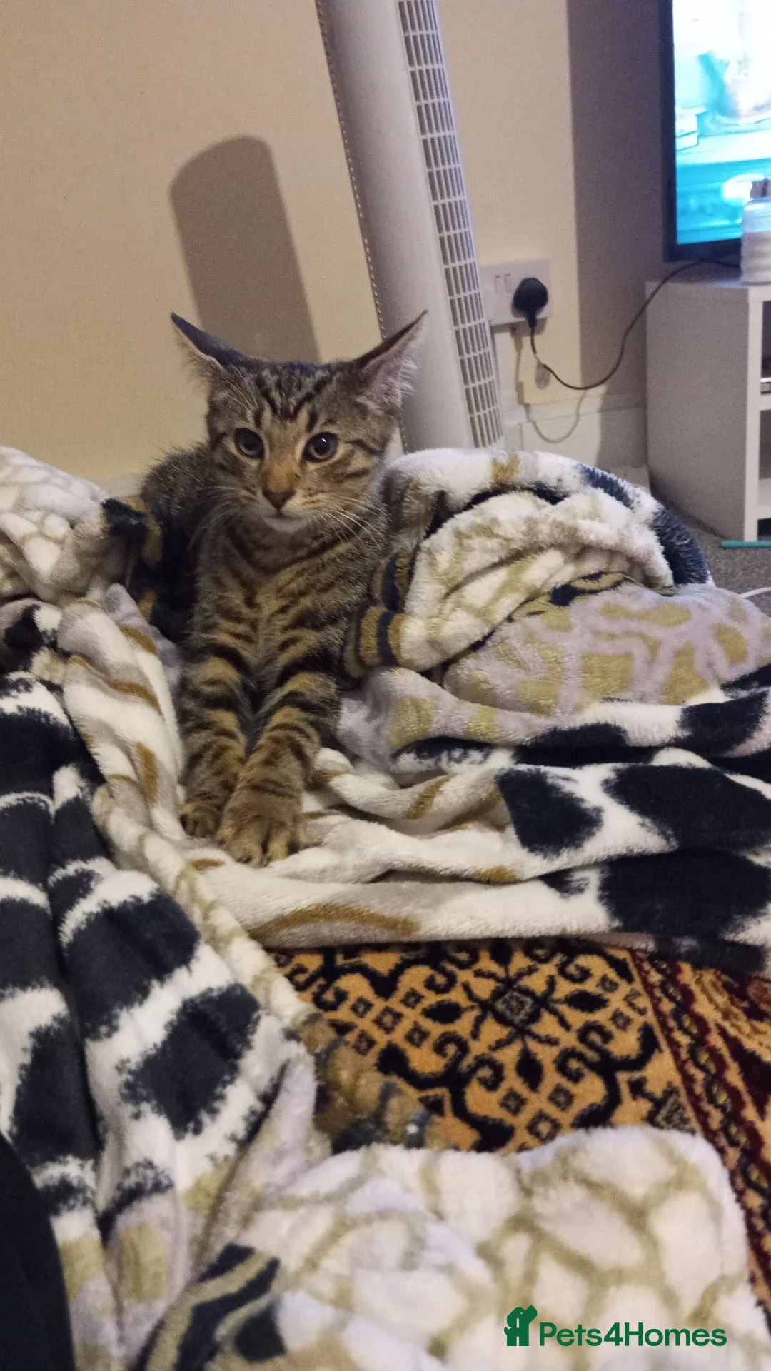 Maine Coon cats for sale: Adorable kitten for sale  - Advert 2