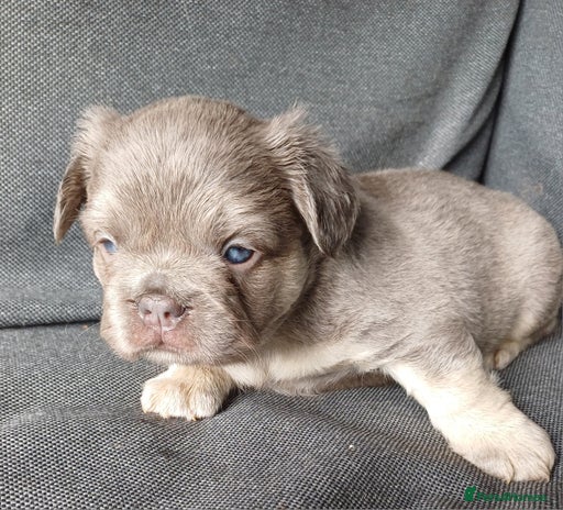 French Bulldog dogs - Advert 1