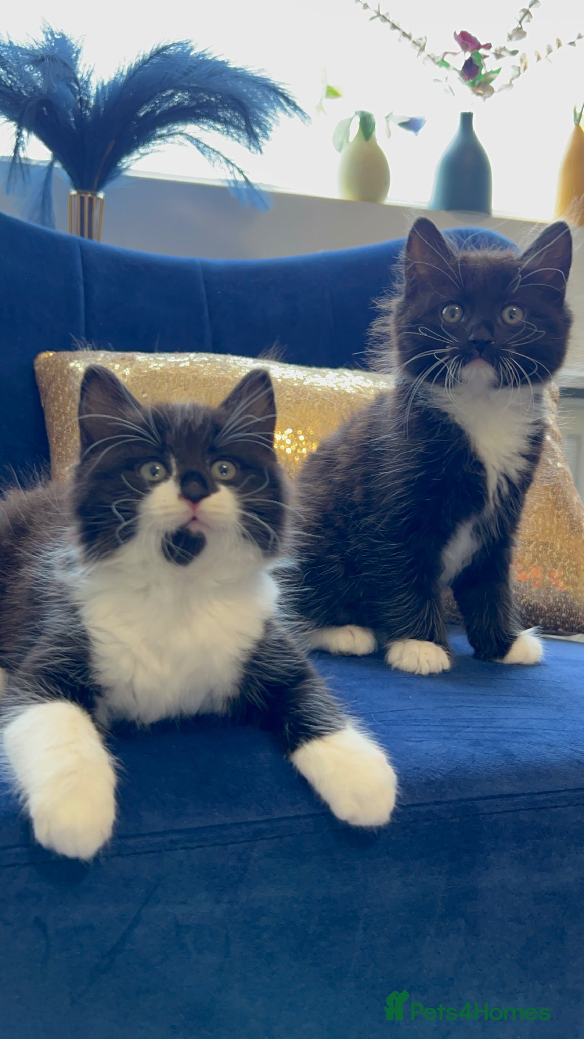 Domestic Shorthair cats Adorable Tuxedo Kittens Looking For New Homes - Advert 12