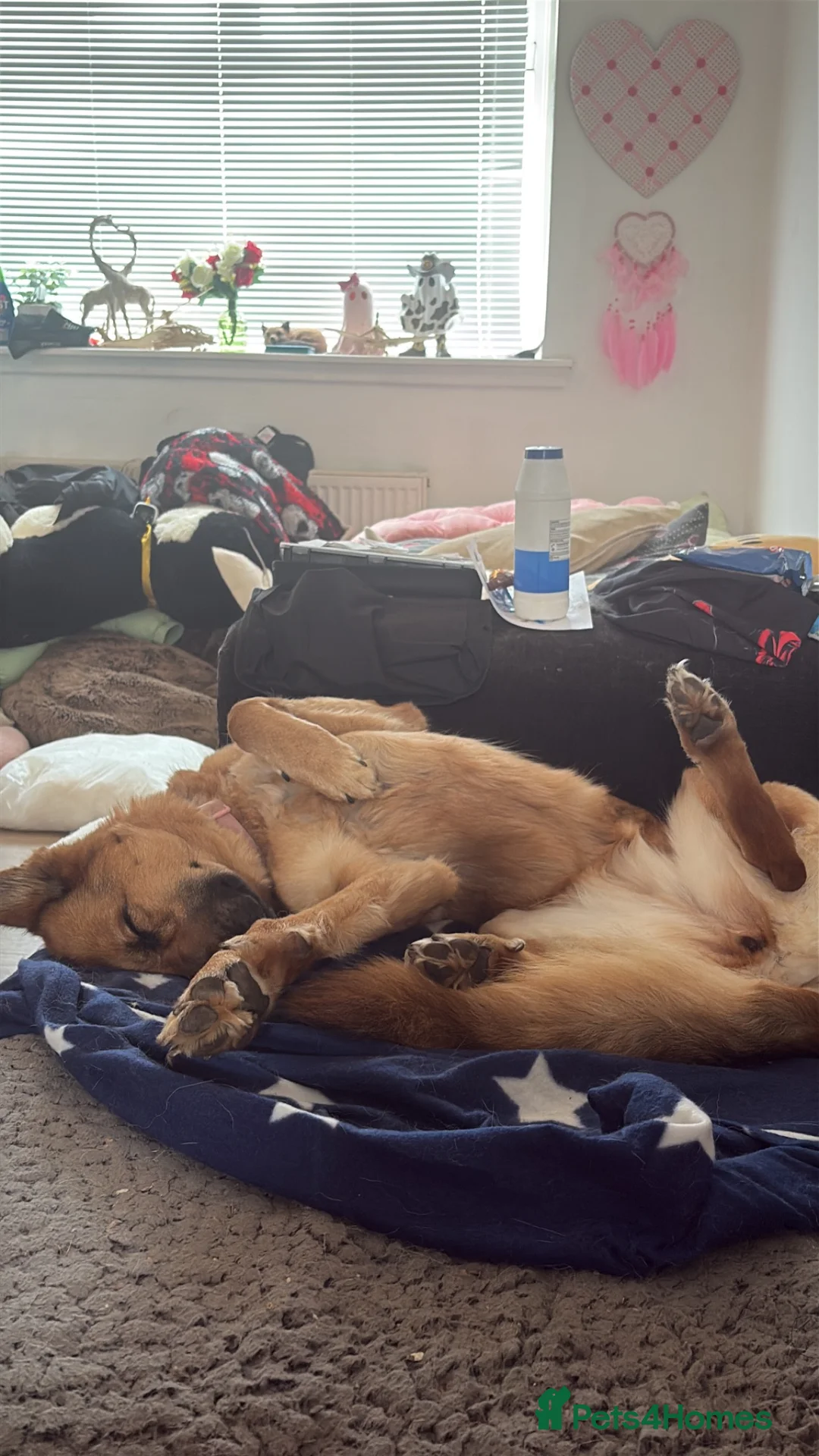German Shepherd dogs for sale: German Shepherd Female Urgent Rehome  - Advert 4