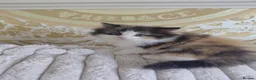 Perdoll cats for sale: Ragdoll x persian  - Advert 5