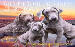 Labrador Retriever dogs for sale:  Stunning Silver Labradors Available  - Image 5
