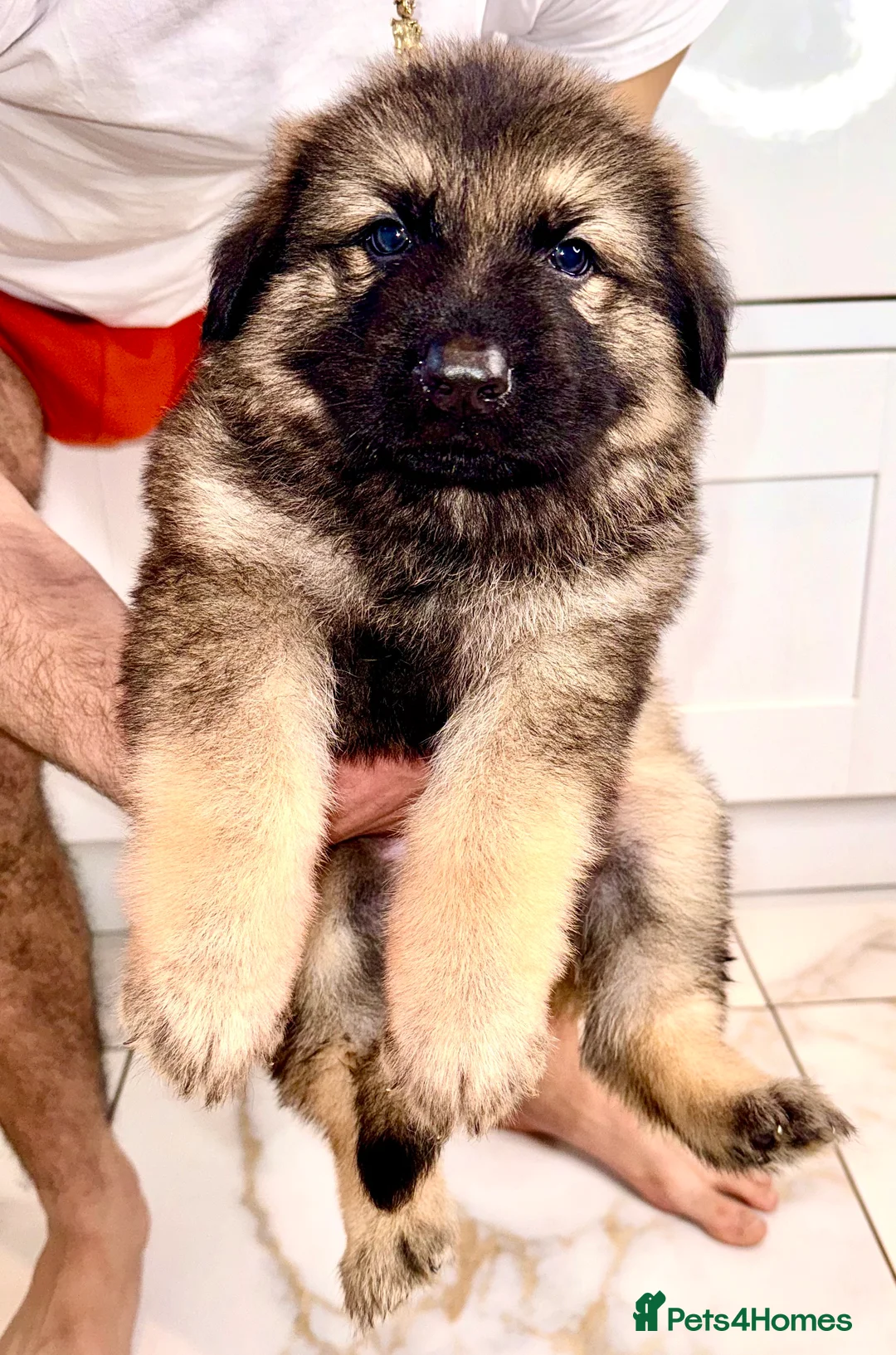 German Shepherd dogs for stud: stud only in Harwich - Advert 7