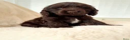 Cocker Spaniel dogs for sale: Extensively health tested KC Show Cocker Spaniels  - Advert 9