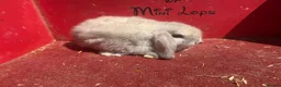 Mini Lop rabbits for sale: Mini lop babies ready for new homes now  - Advert 5