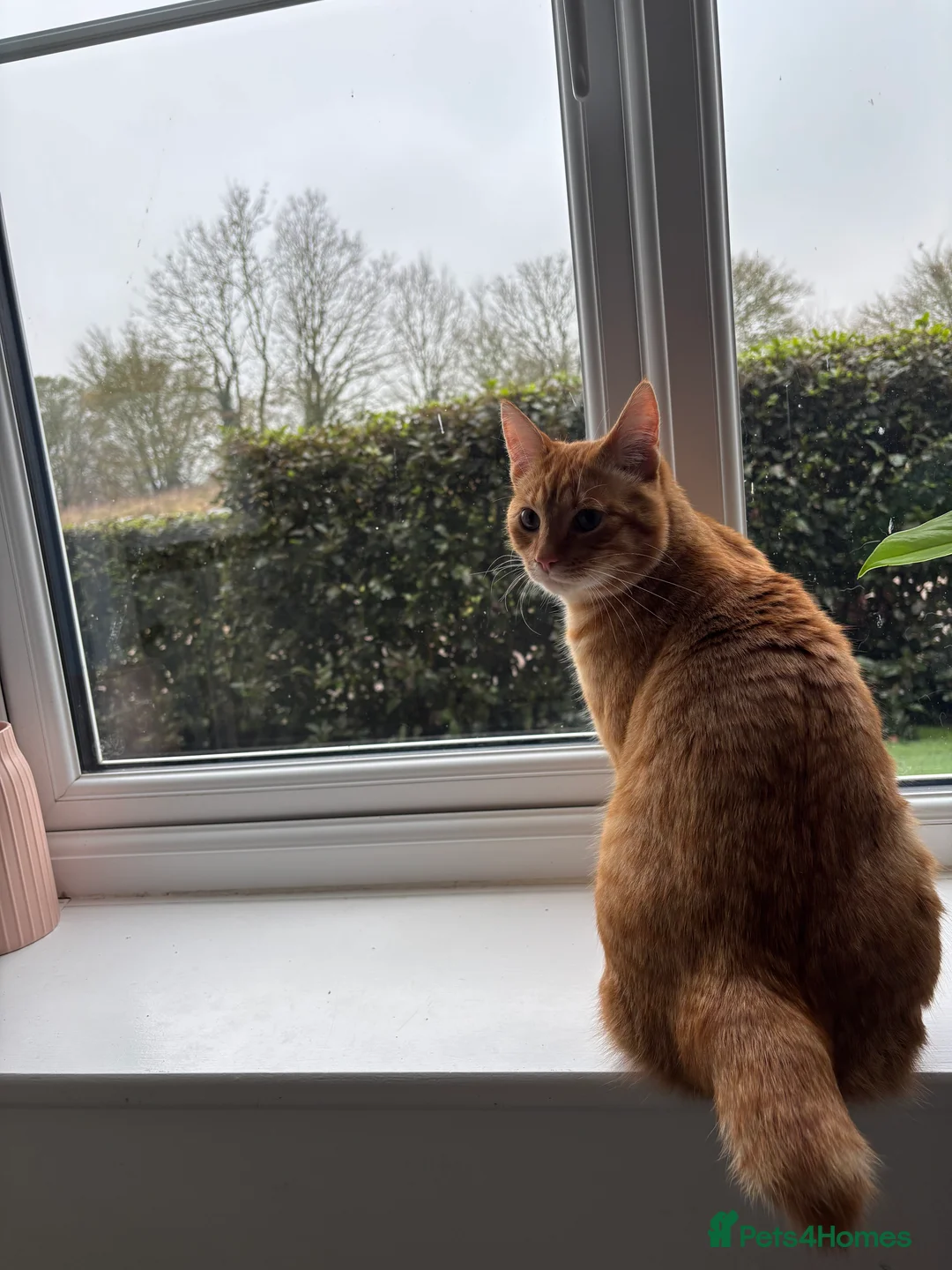 Pixie Bob cats for sale: Pixie Bob - Advert 3