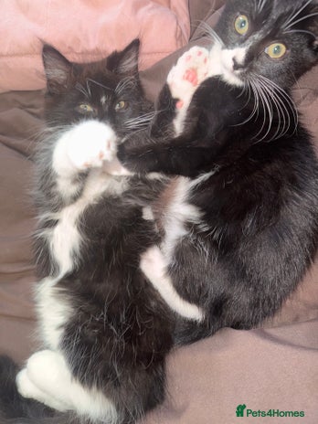 Mixed Breed cats - Advert 36