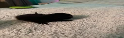 Mixed Breed cats for sale: Tabby kittens  - Advert 9