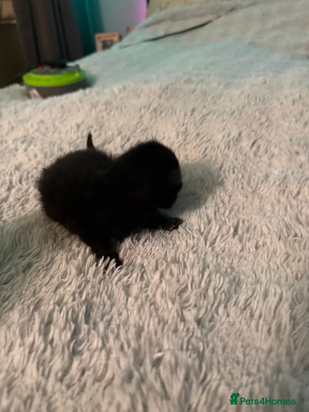 Mixed Breed cats for sale: Tabby kittens  - Advert 9