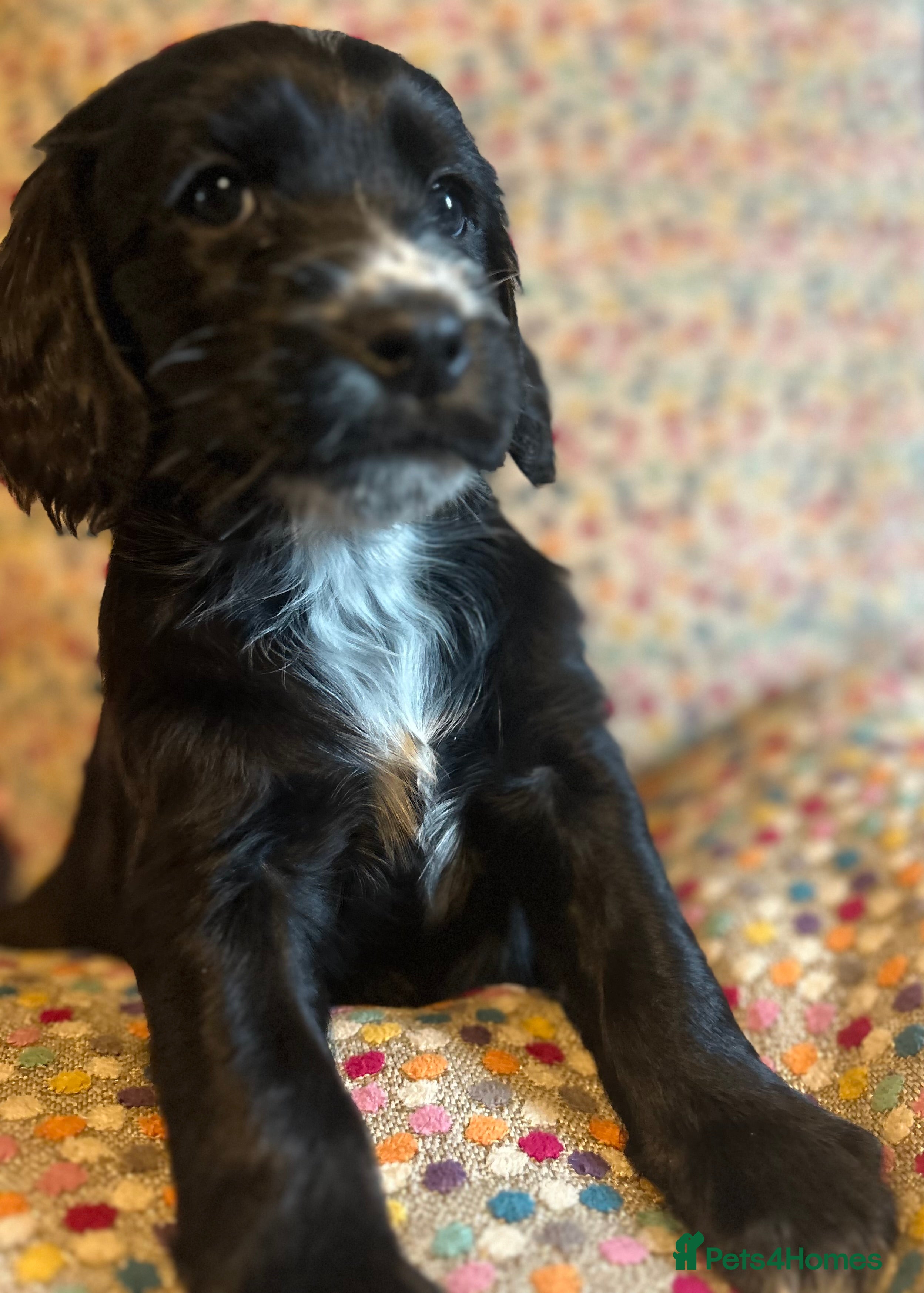 Mixed Breed dogs Cockapoo / Sprocker Puppies - Advert 5