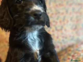 Mixed Breed dogs Cockapoo / Sprocker Puppies - Advert 5
