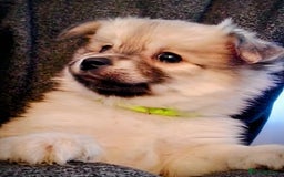 Chiweenie dogs for sale: 6 Beautiful Chiweenie Puppies *Reduced* - Advert 11