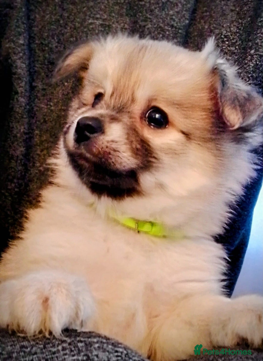 Chiweenie dogs for sale: 6 Beautiful Chiweenie Puppies *Reduced* - Advert 11