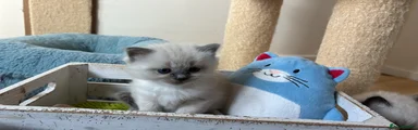 Ragdoll 3
