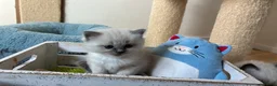 Ragdoll cats for sale: Gccf registered ragdolls - Advert 6