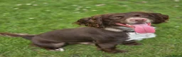 Cocker Spaniel dogs for sale: 4 beautiful cocker spaniel puppies - Advert 3