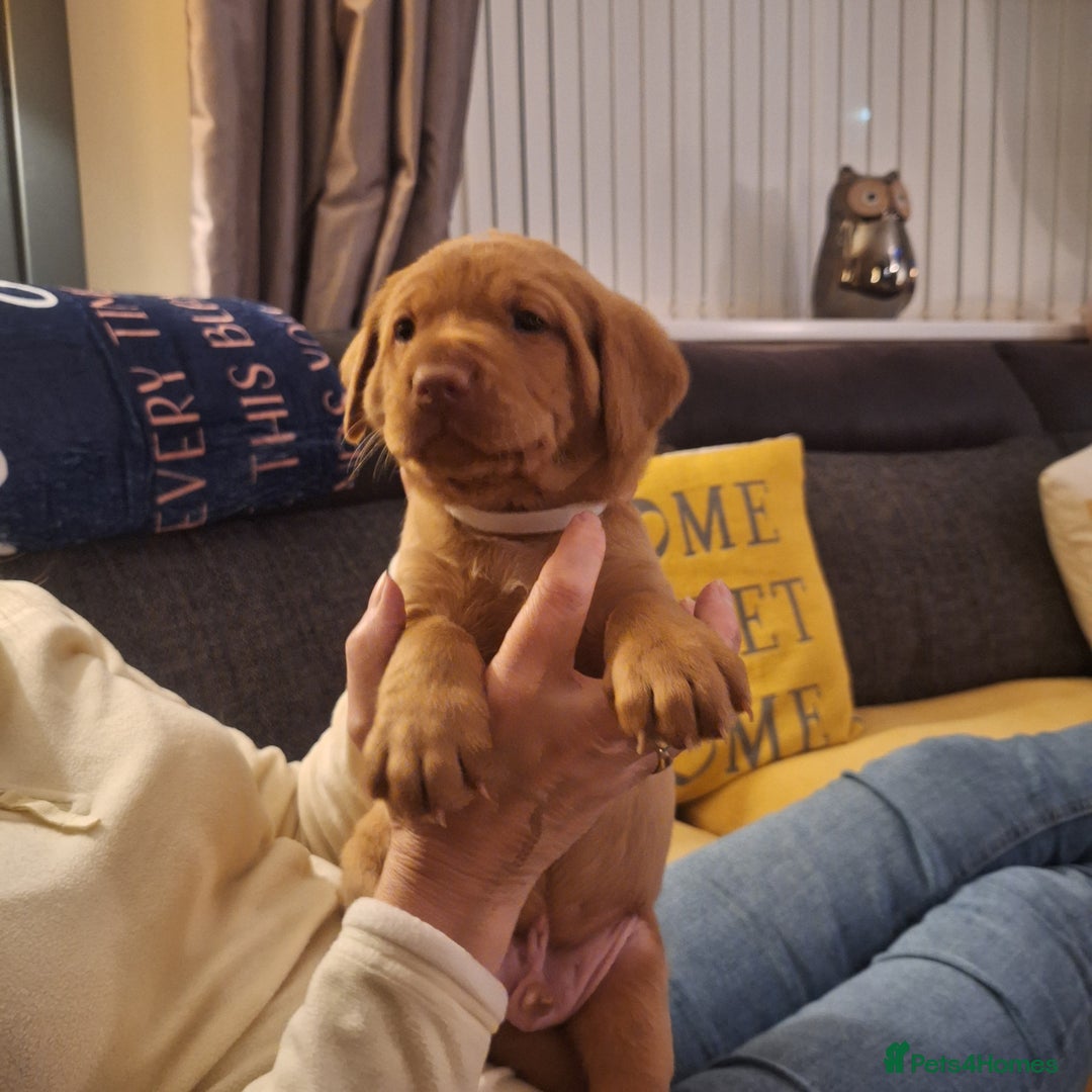 Labrador Retriever dogs for sale: Fox Red Labrador pups - Advert 6