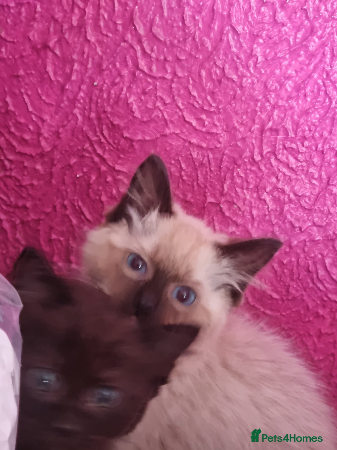 Ragcoon cats for sale: Ragcoon kittens for sale  - Image 4