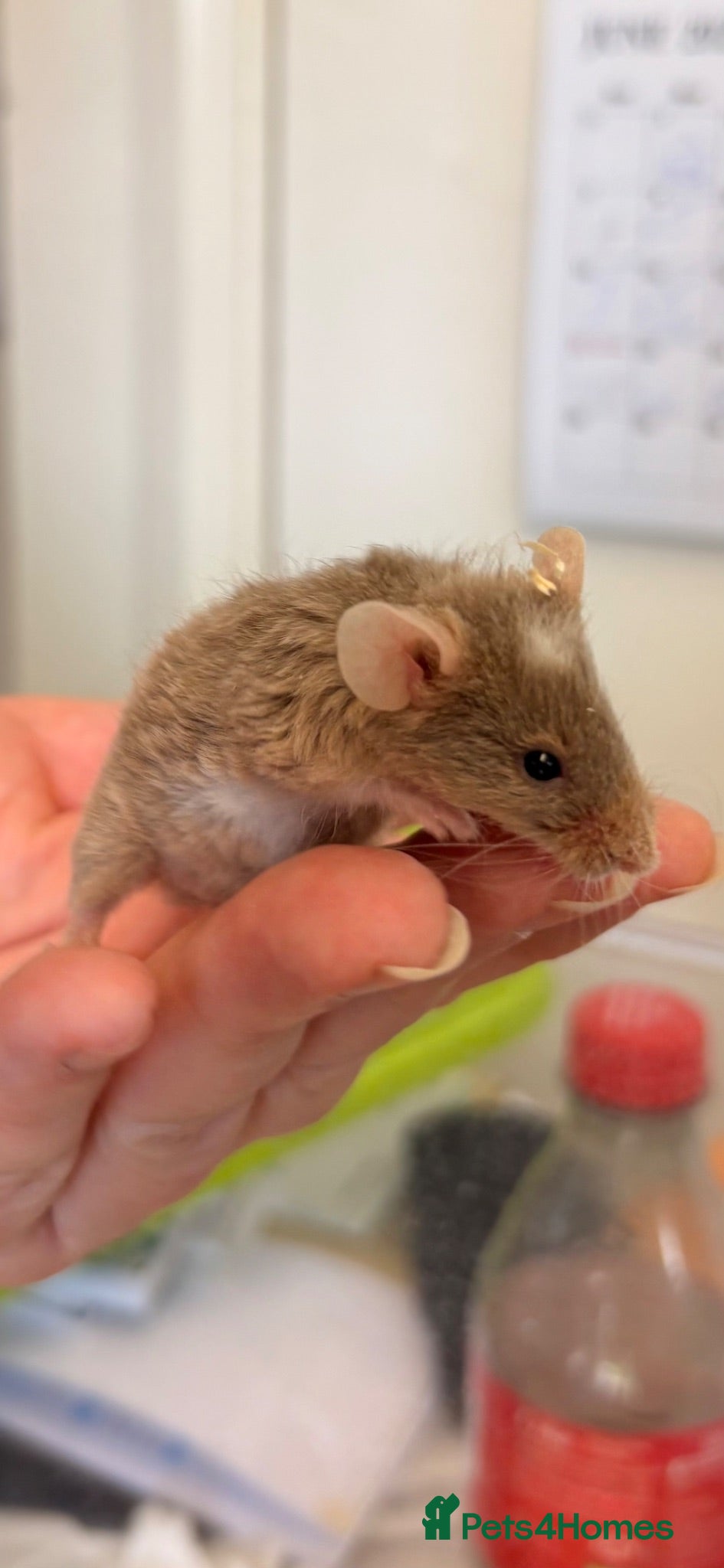 Mouse rodents Baby male fancy mice  - Advert 1