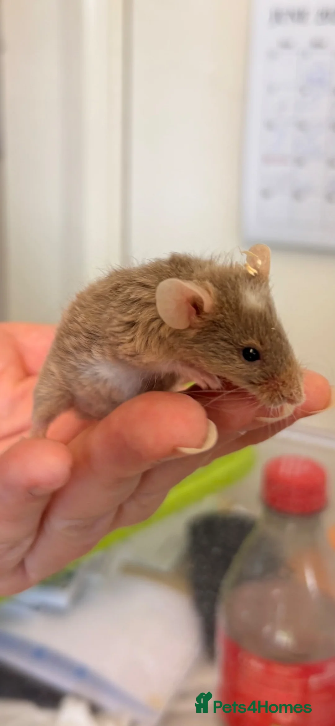 Mouse rodents for sale: Baby male fancy mice  in Burgess Hill - Advert 1