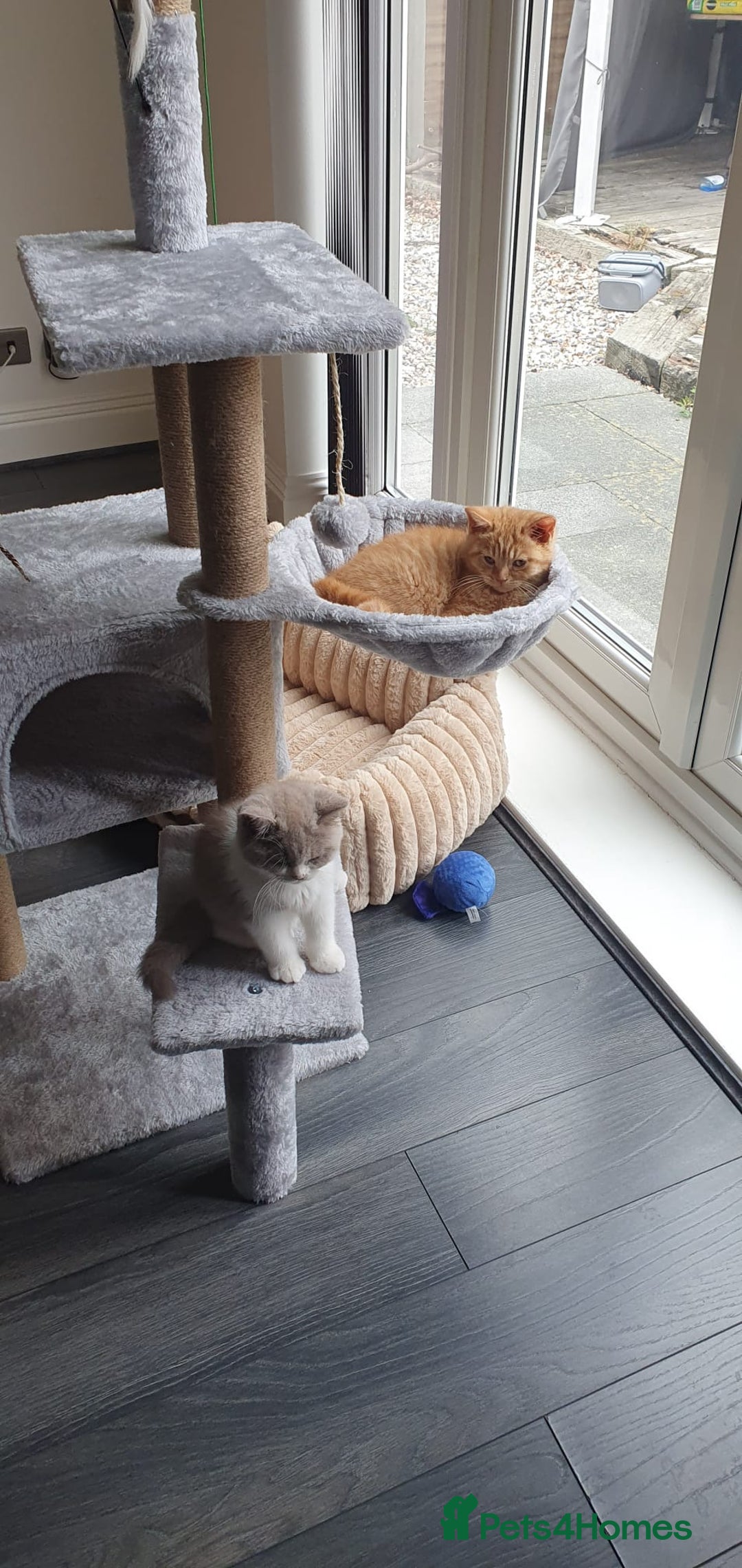 British Shorthair cats for sale:  Two Adorable Male Kittens 😸 ✨ - Image 4