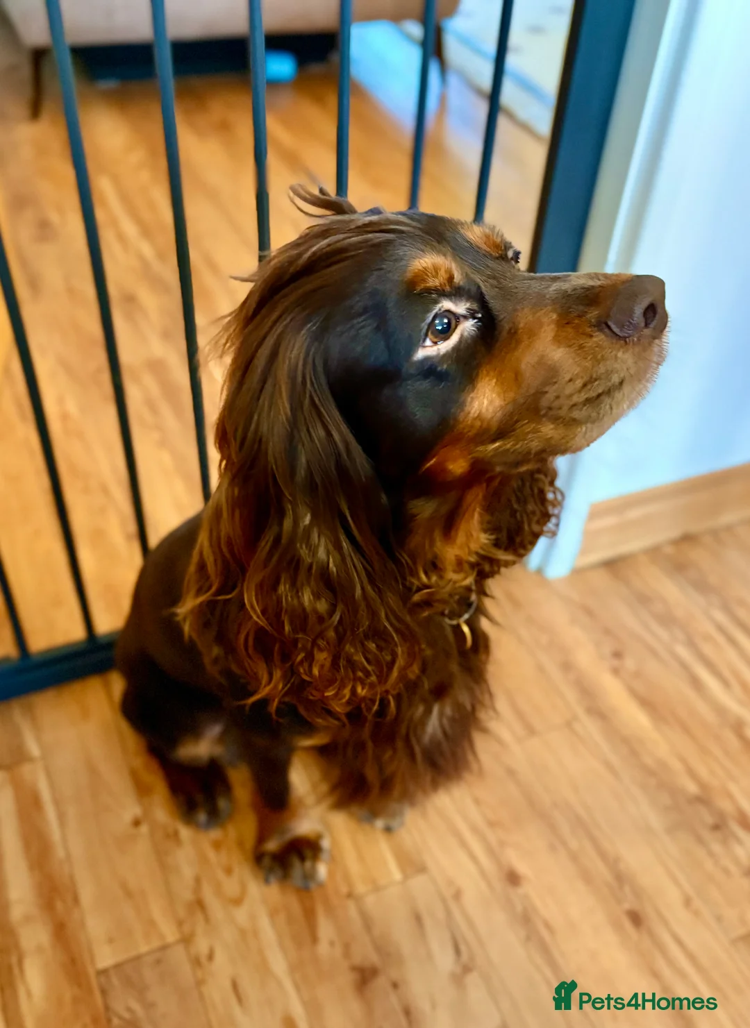 Cocker Spaniel dogs for stud: KC Tri-Coloured Choc&Tan Working Cocker Spaniel - Advert 5
