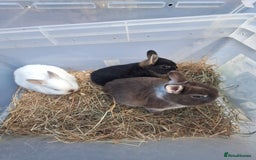 Netherland Dwarf rabbits for sale: 4 baby Netherland dwarf rabbits for sale £50 each  - Image 4